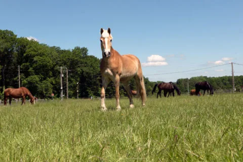 Comprendre et gérer un groupe de chevaux