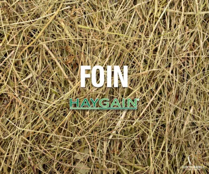 Foin Haygain